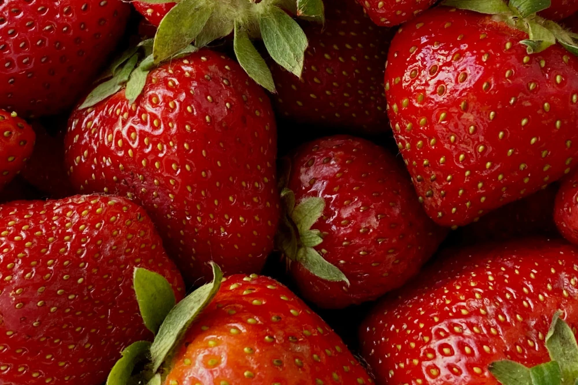 A close-up of ripe Tennessee strawberries