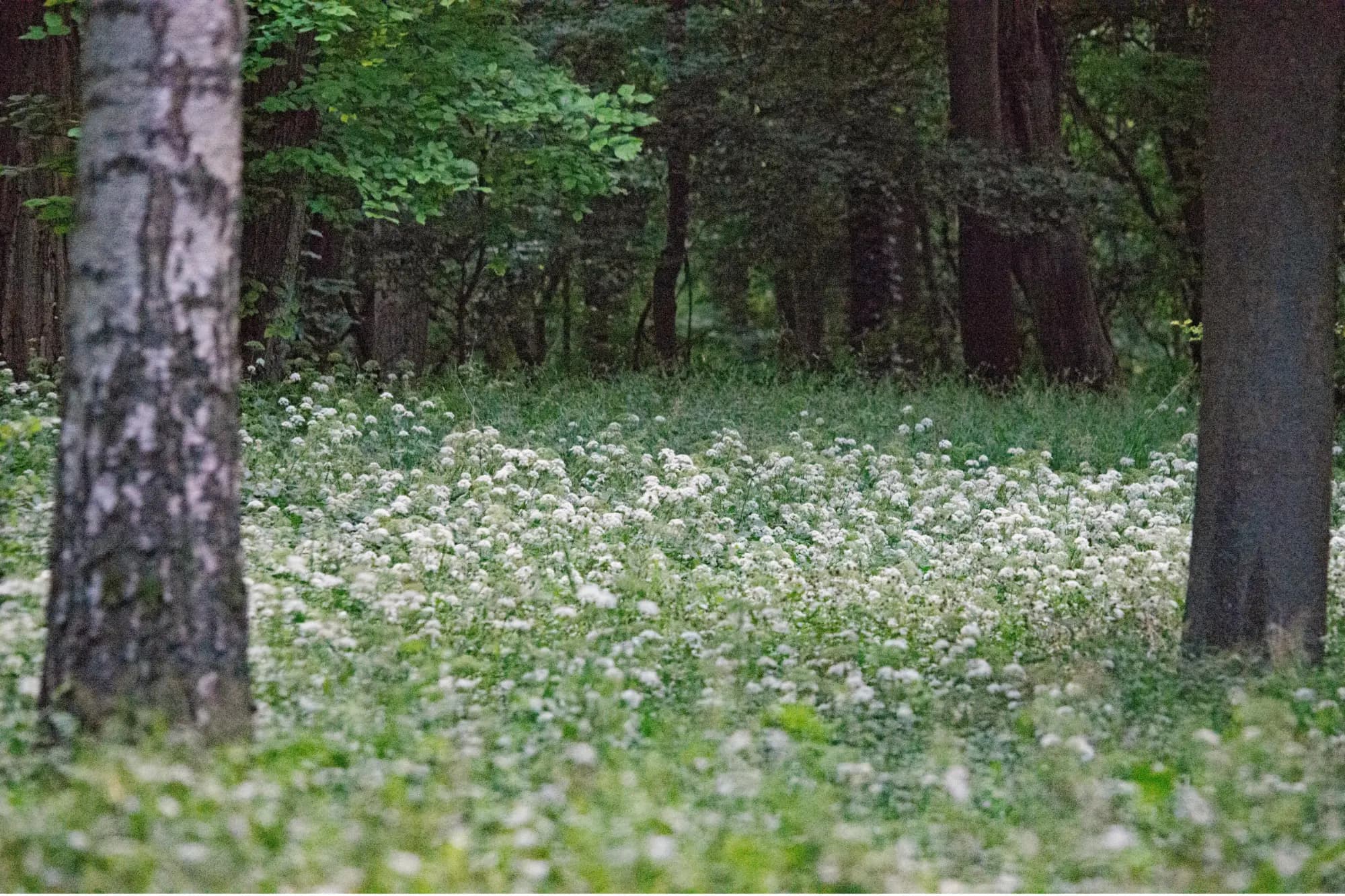 A wildflower meadow at the edge of a Tennessee forest
